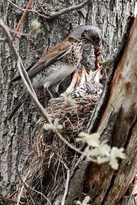 Matande-björktrast web