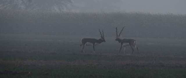 Black-bucks-web-MNI_2267