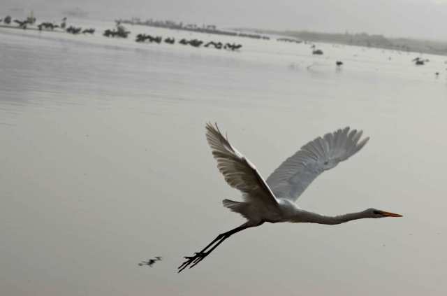 Ägretthäger-web-MNI_2407