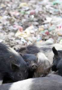 Grishög-web-MNI_2123