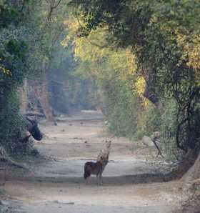 Jackals-web-MNI_1528