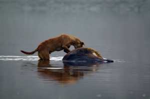 Kadaver-hund-web-IMGP4993