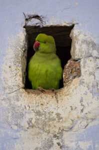 Parakit-web-MNI_2449