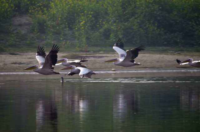 Pelikaner-web-MNI_2376