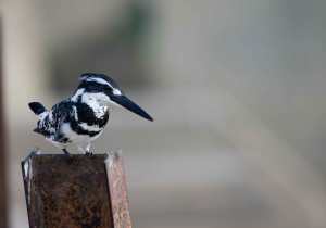 Pied-kingfisher-web-MNI_244