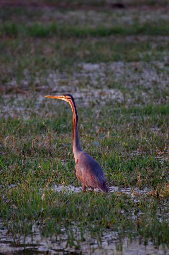 Purpurhäger-web-MNI_1781