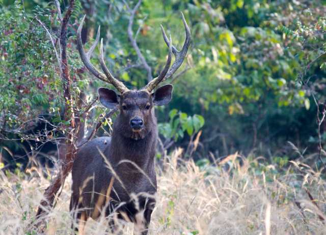 Sambal-hjort-web-MNI_1928