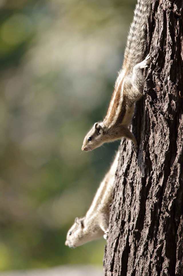 Squirrels-I-web-MNI_1608