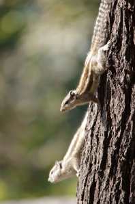 Squirrels-I-web-MNI_1608