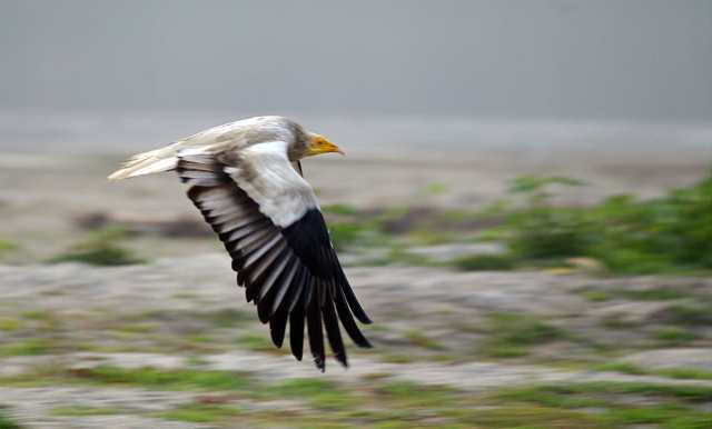 Egyptian vulture
