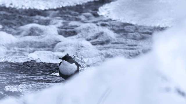 Strömstare-MNI_5111