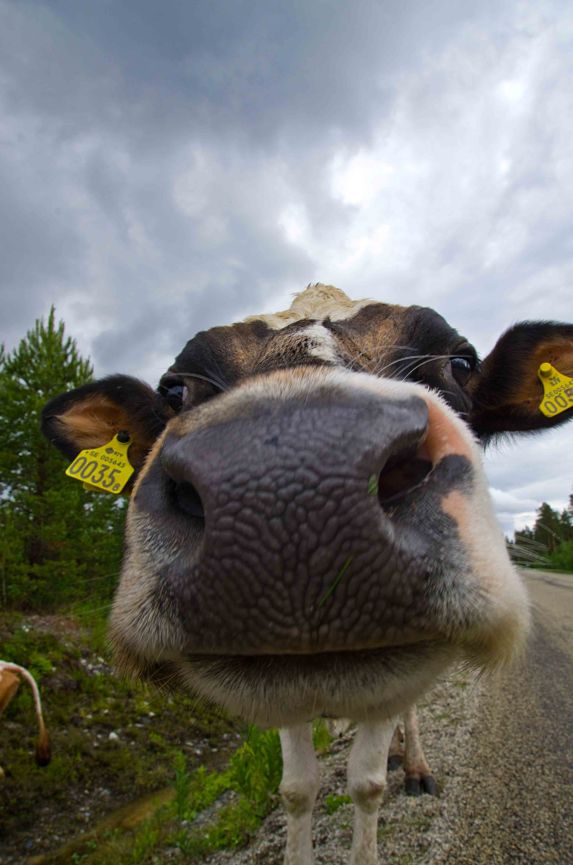 Komule MNI_9990_redigerad-2