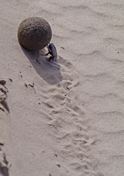 Sisyfosarbete dyngbagge-1