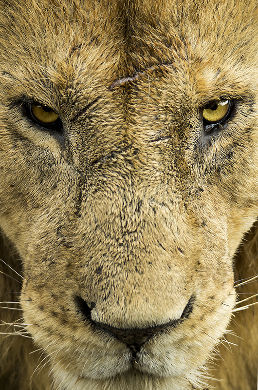 Lion male blick MNI_9455